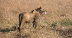 Karibu Namib